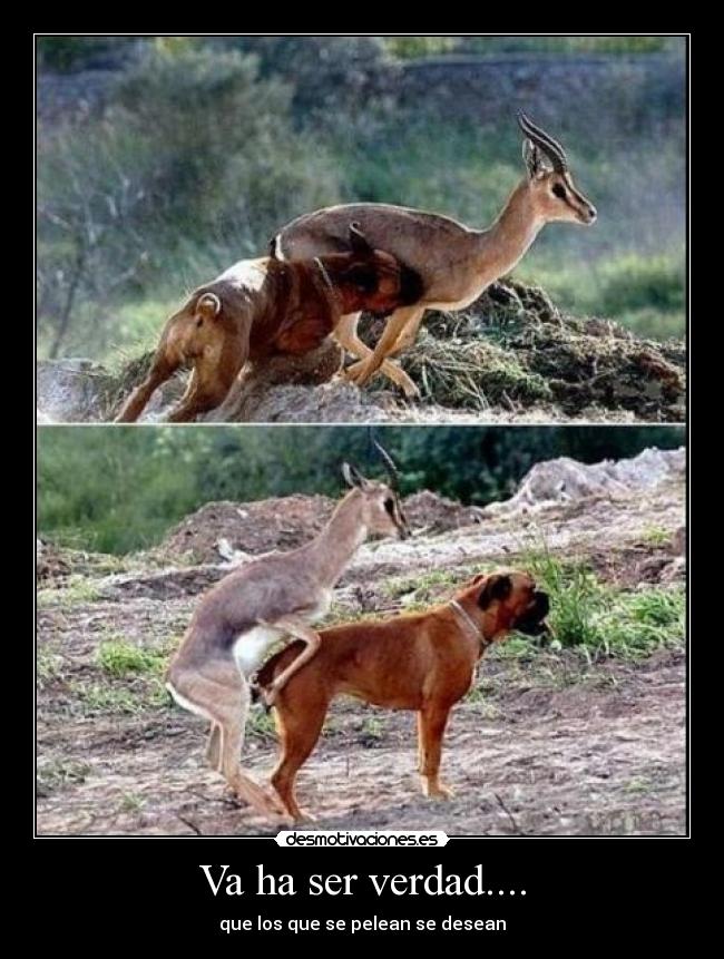 Va ha ser verdad.... - que los que se pelean se desean