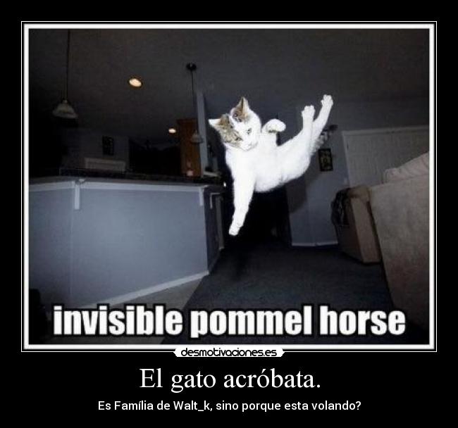 El gato acróbata. -