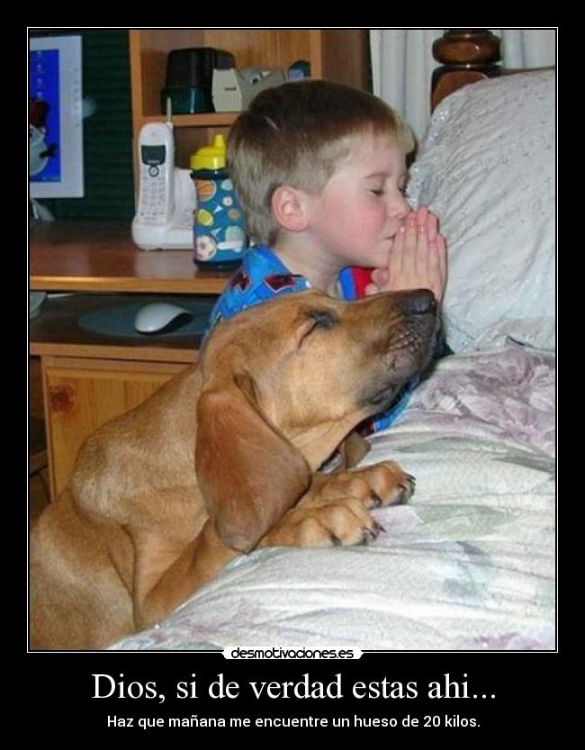 Dios, si de verdad estas ahi... - Haz que mañana me encuentre un hueso de 20 kilos.
