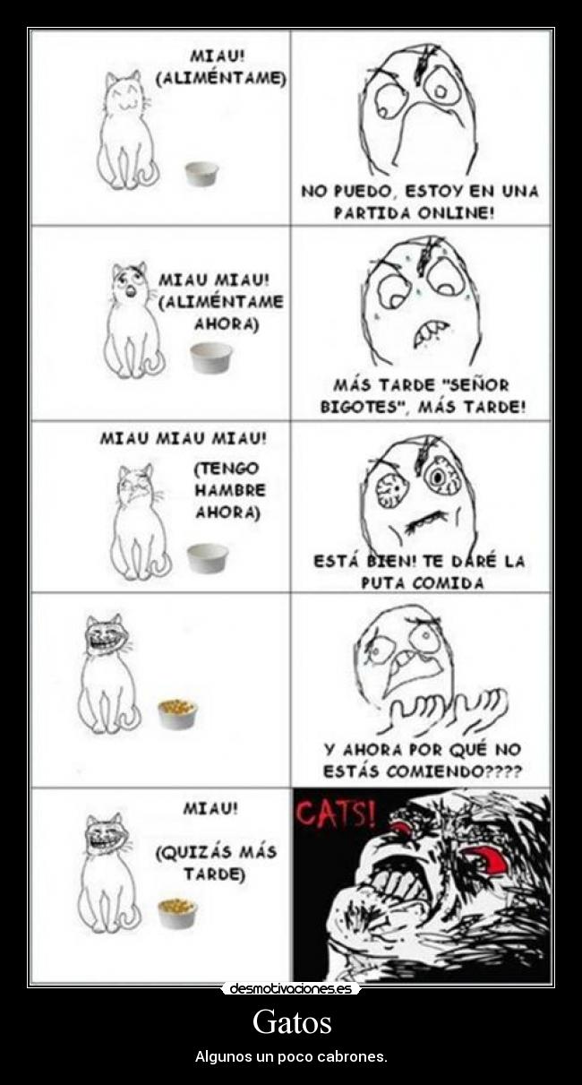 carteles gatos cats desmotivaciones