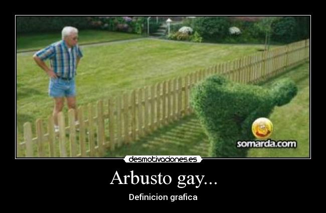 Arbusto gay... - Definicion grafica
