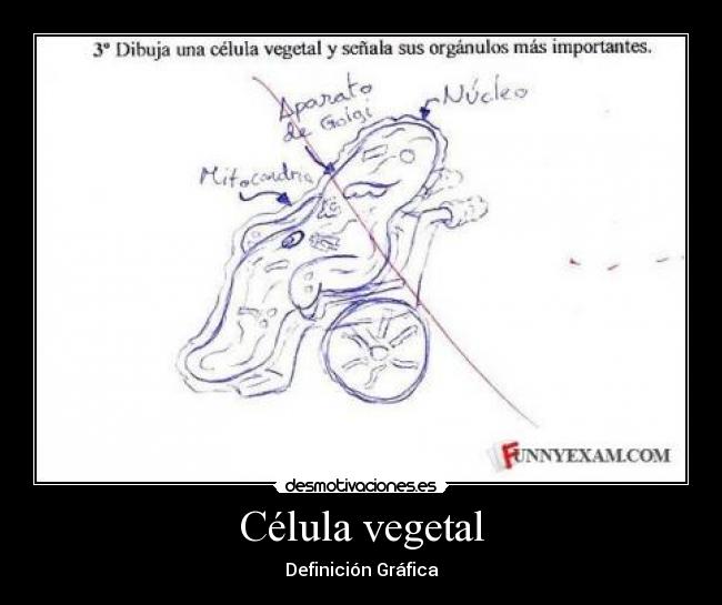 Célula vegetal - Definición Gráfica