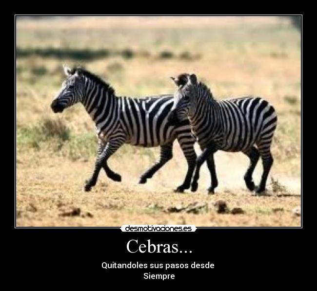 Cebras... - Quitandoles sus pasos desde 
Siempre