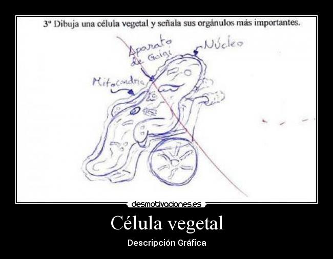 Célula vegetal - Descripción Gráfica