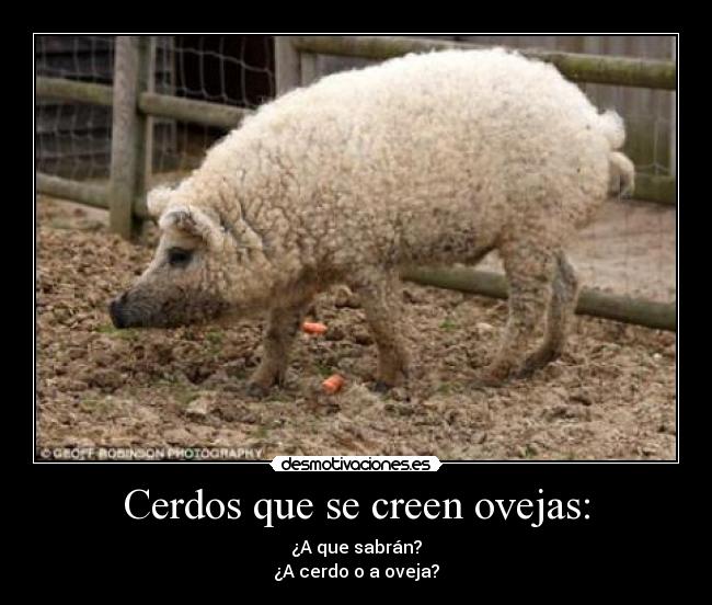 carteles cerdo oveja comida mmmmmm desmotivaciones
