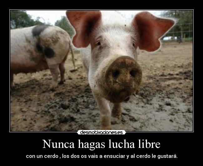 Nunca hagas lucha libre - con un cerdo , los dos os vais a ensuciar y al cerdo le gustará.