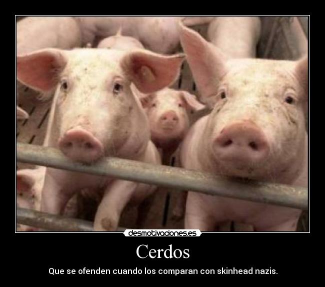 Cerdos - 