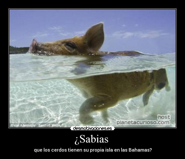 ¿Sabias - que los cerdos tienen su propia isla en las Bahamas?