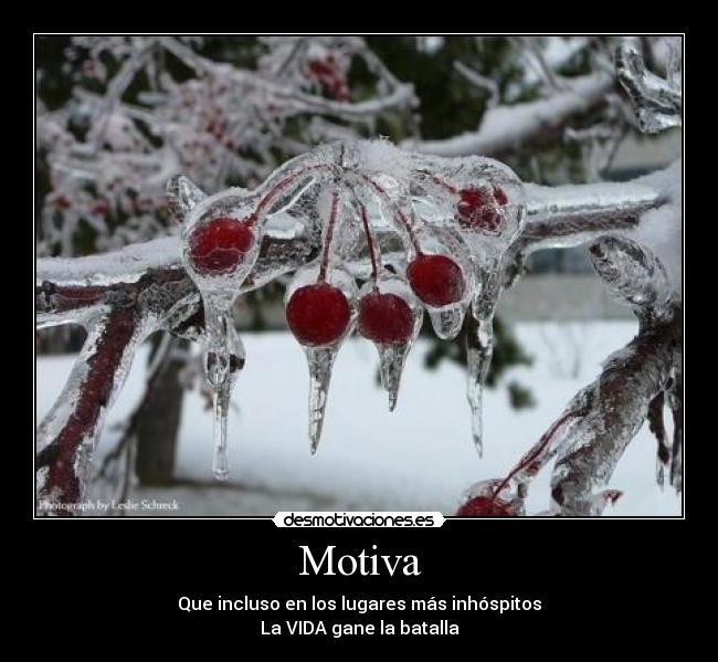 Motiva - Que incluso en los lugares más inhóspitos
La VIDA gane la batalla