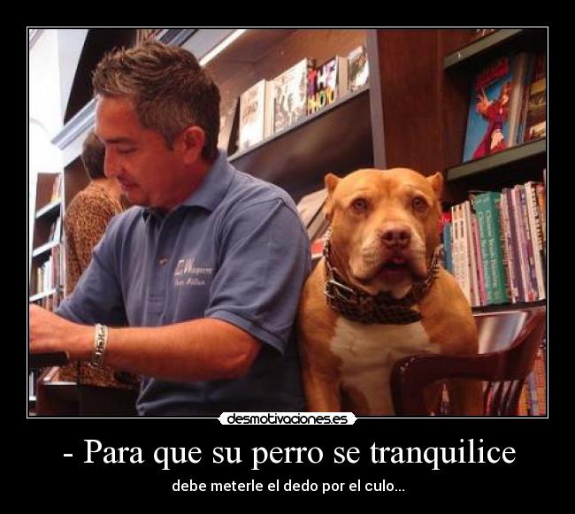 - Para que su perro se tranquilice - 