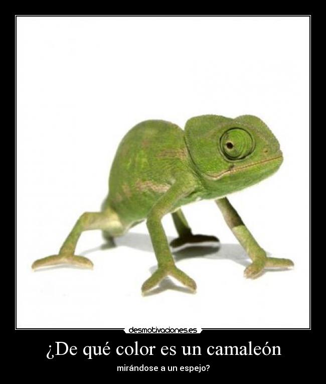 ¿De qué color es un camaleón - mirándose a un espejo?
