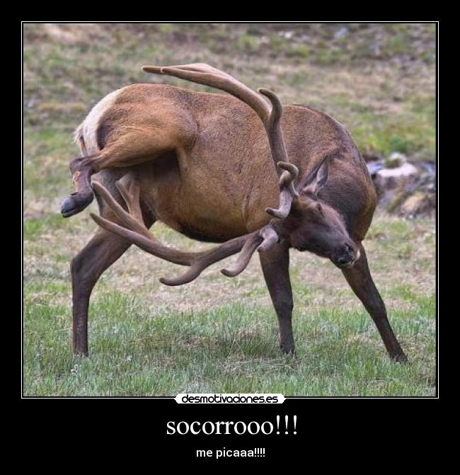 socorrooo!!! - me picaaa!!!!