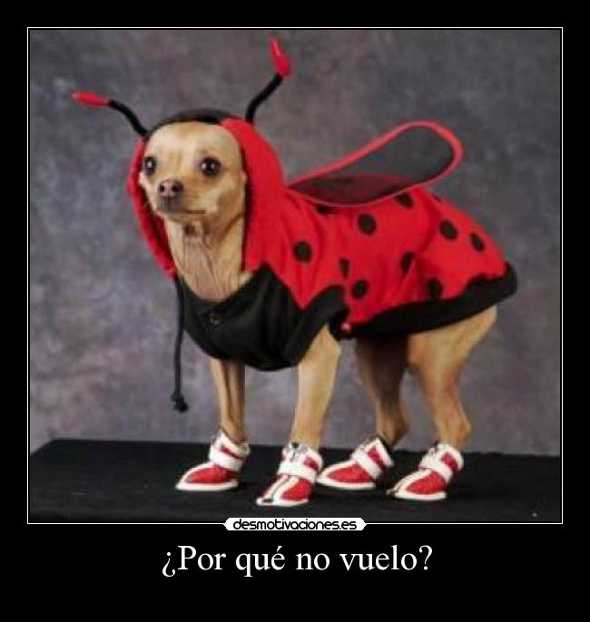¿Por qué no vuelo? -