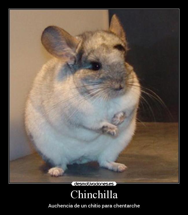 Chinchilla -