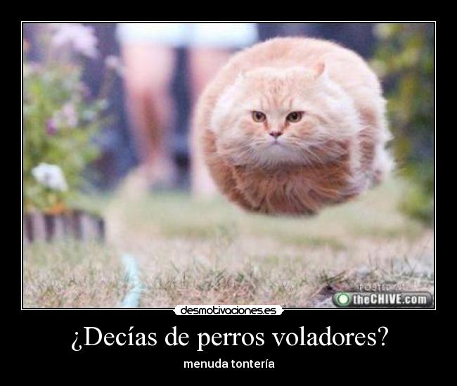 ¿Decías de perros voladores? - 