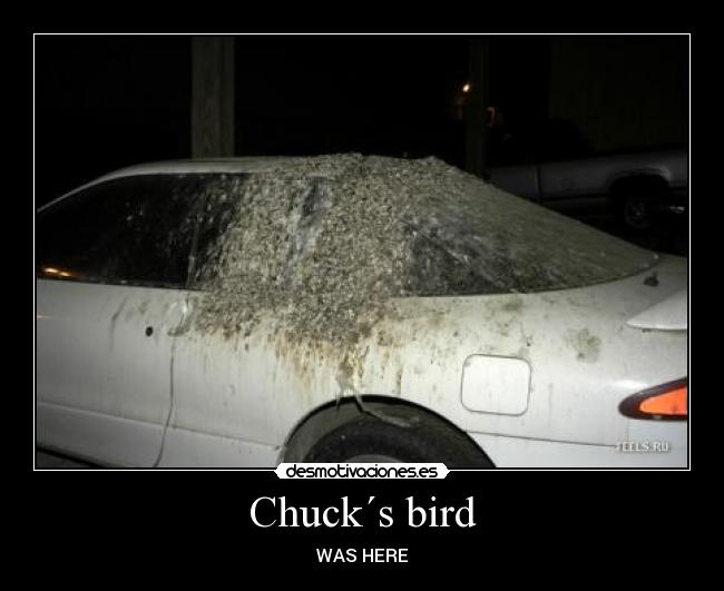 Chuck´s bird -