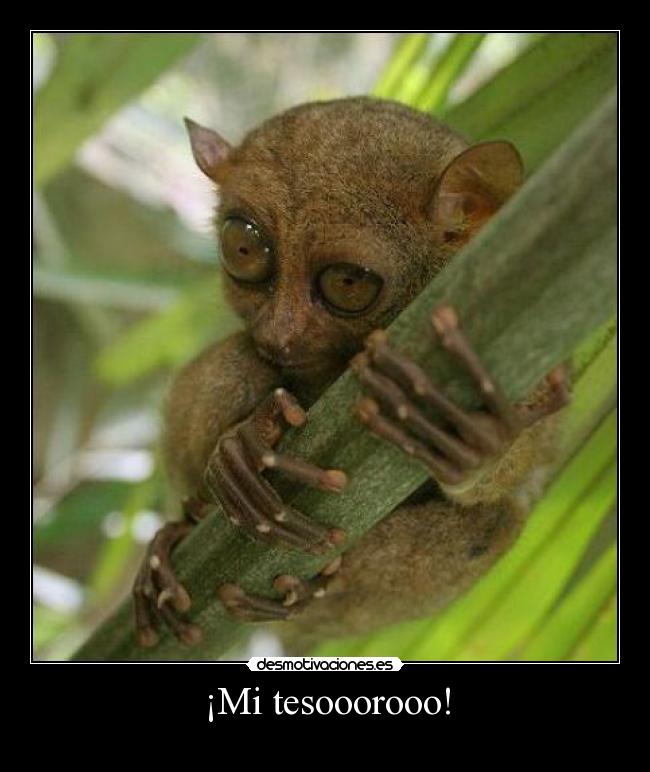 ¡Mi tesooorooo! - 