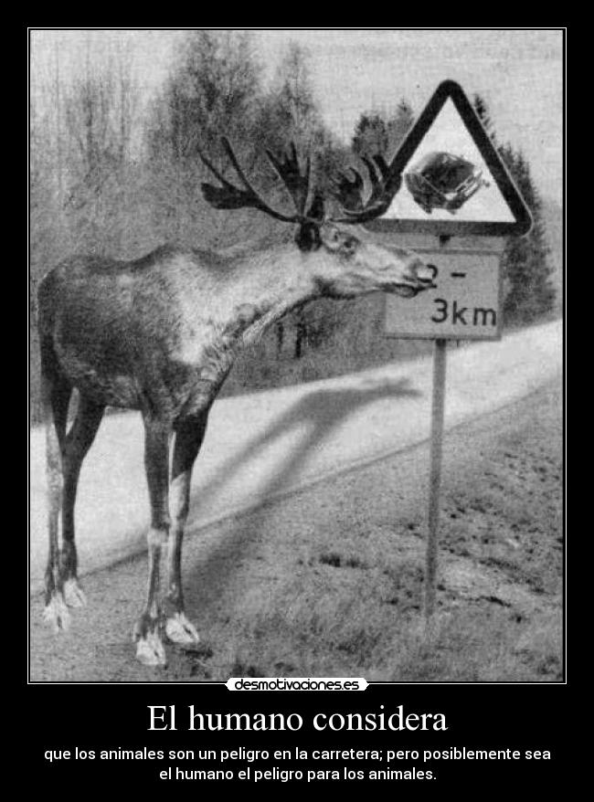 El humano considera -