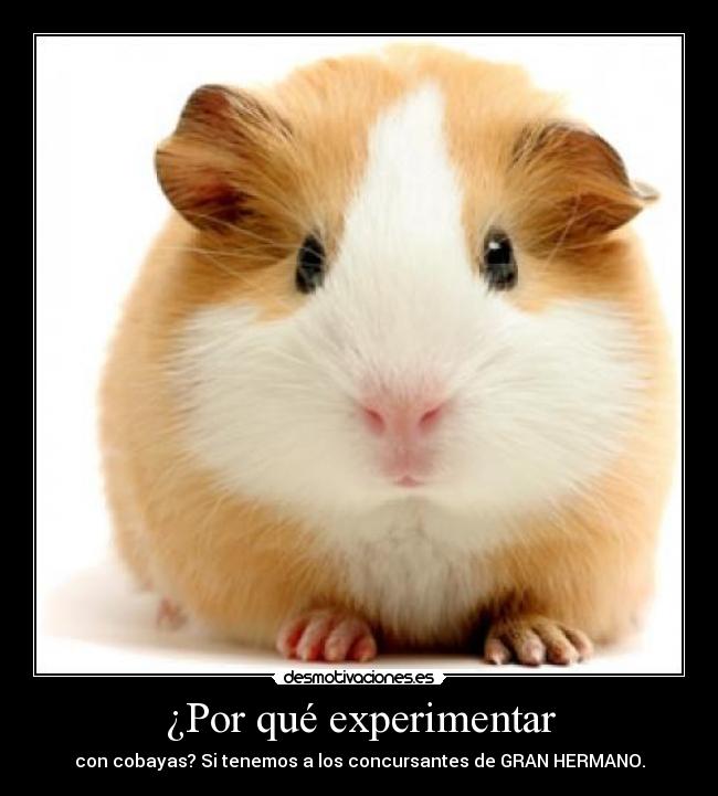 ¿Por qué experimentar - con cobayas? Si tenemos a los concursantes de GRAN HERMANO.