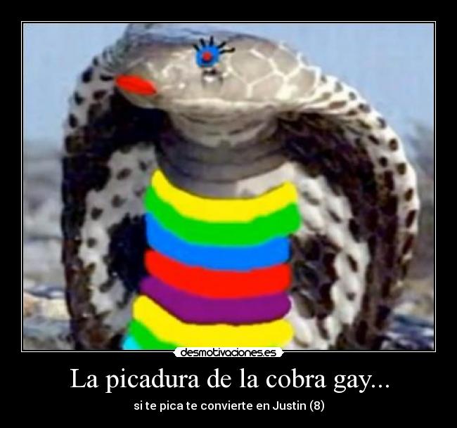 La picadura de la cobra gay... -