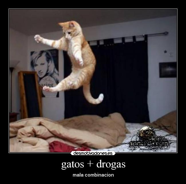 gatos + drogas -