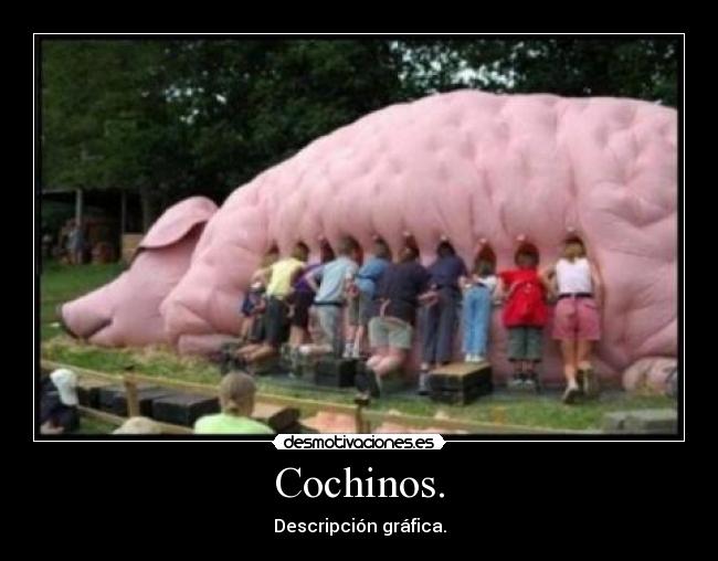 Cochinos. - 