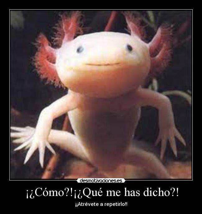 ¡¿Cómo?!¡¿Qué me has dicho?! - ¡¡Atrévete a repetirlo!!