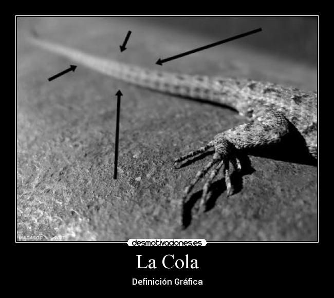 La Cola - Definición Gráfica