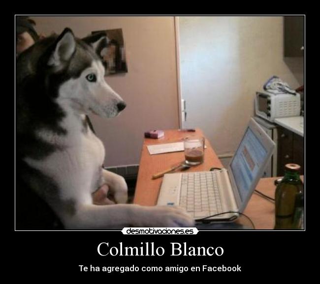 Colmillo Blanco -