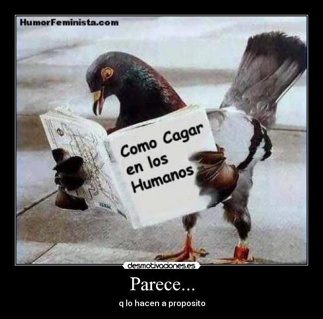 Parece... - 