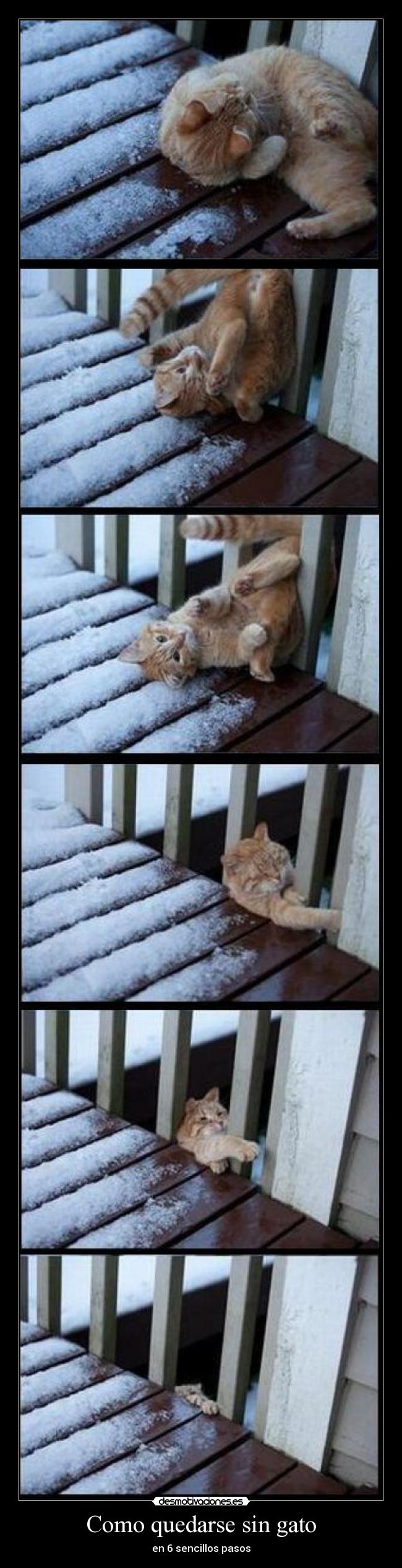 Como quedarse sin gato - en 6 sencillos pasos