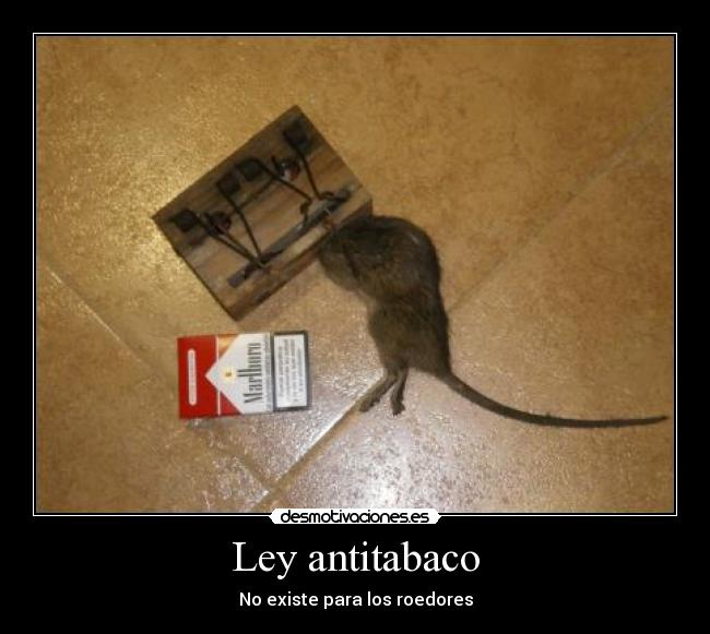 Ley antitabaco - No existe para los roedores