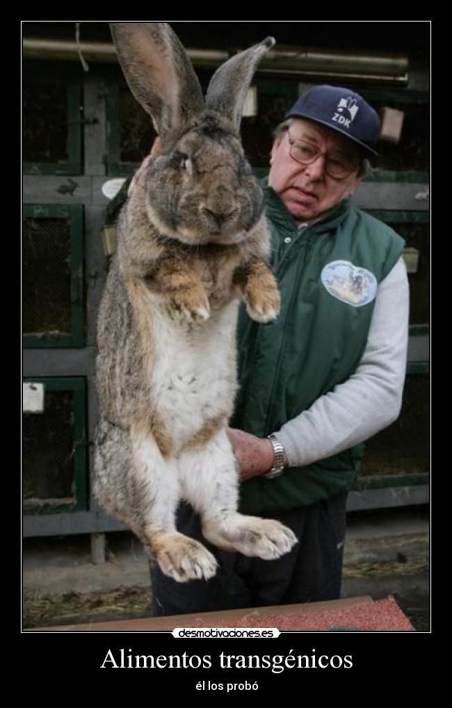 Alimentos transgénicos - él los probó
