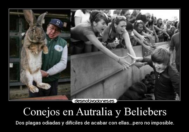 Conejos en Autralia y Beliebers -