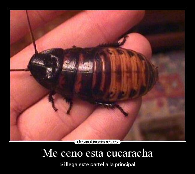 Me ceno esta cucaracha -
