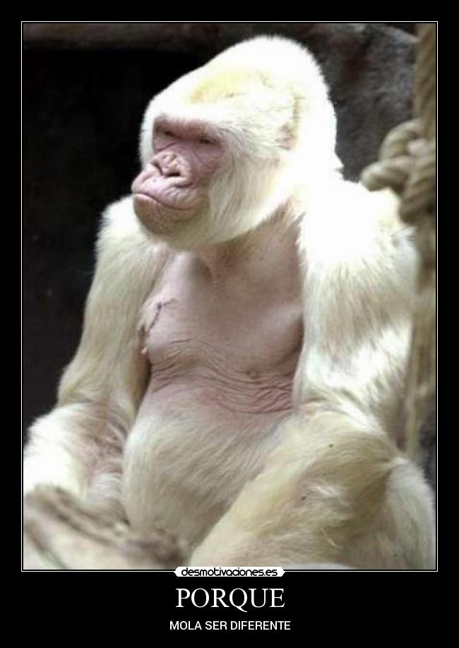 PORQUE - MOLA SER DIFERENTE