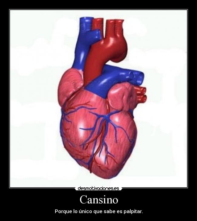 Cansino - Porque lo único que sabe es palpitar.