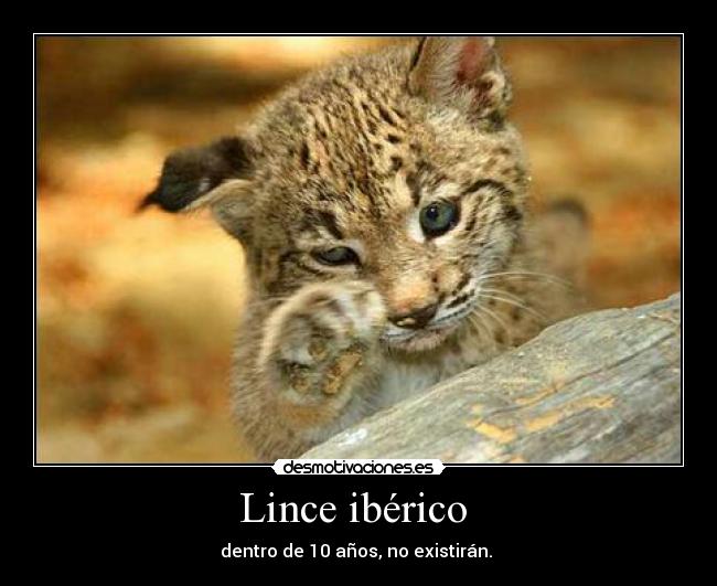Lince ibérico  - 