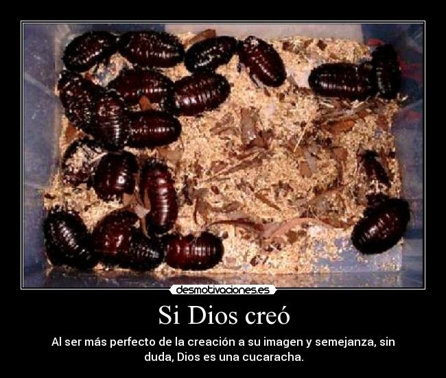 Si Dios creó - Al ser más perfecto de la creación a su imagen y semejanza, sin
duda, Dios es una cucaracha.