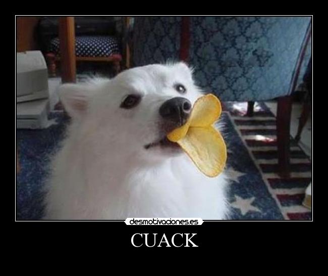 CUACK - 