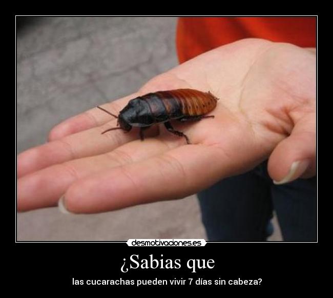¿Sabias que - las cucarachas pueden vivir 7 días sin cabeza?