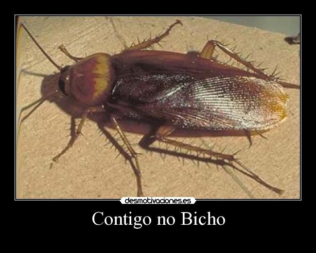Contigo no Bicho - 