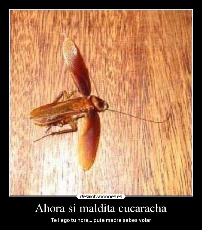 Ahora si maldita cucaracha - Te llego tu hora… puta madre sabes volar