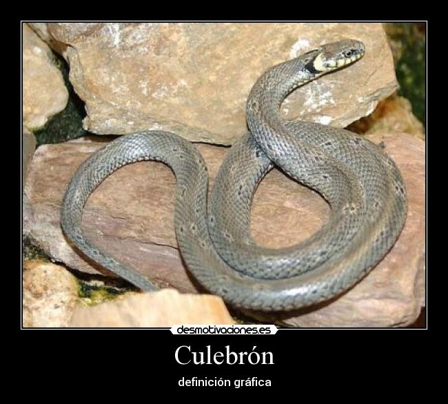 Culebrón -