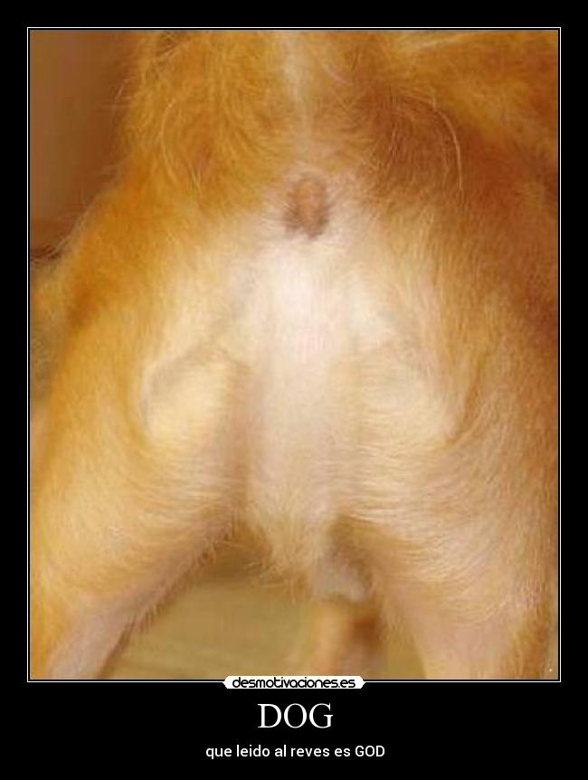 DOG - que leido al reves es GOD