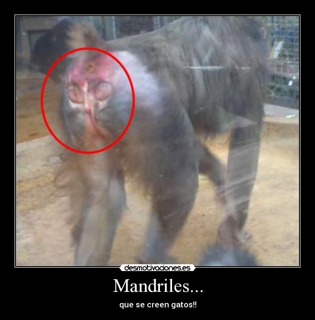 Mandriles... -