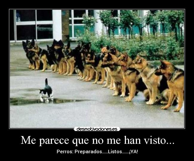 carteles perros gatos desmotivaciones