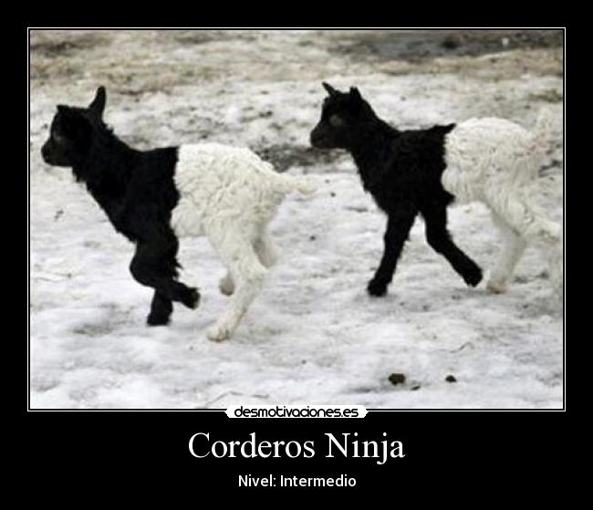 Corderos Ninja - 