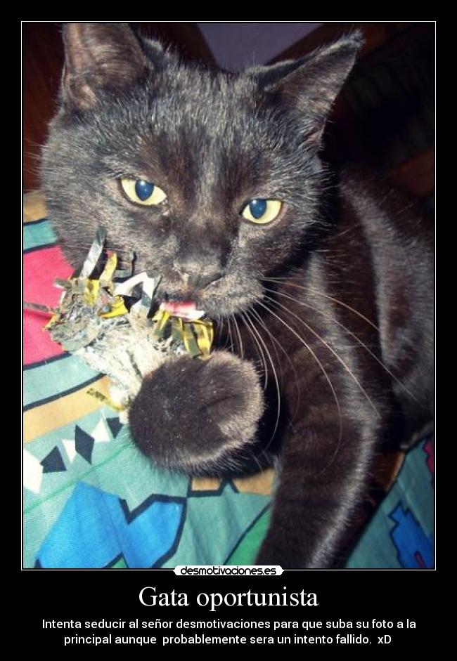 Gata oportunista -