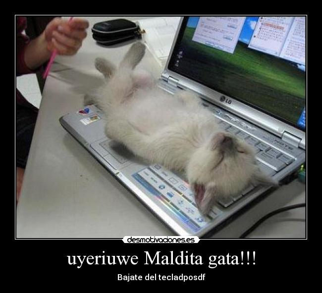 uyeriuwe Maldita gata!!! - Bajate del tecladposdf